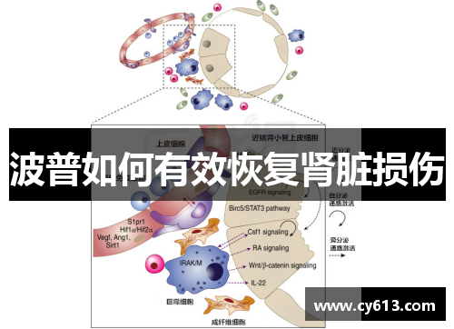 波普如何有效恢复肾脏损伤